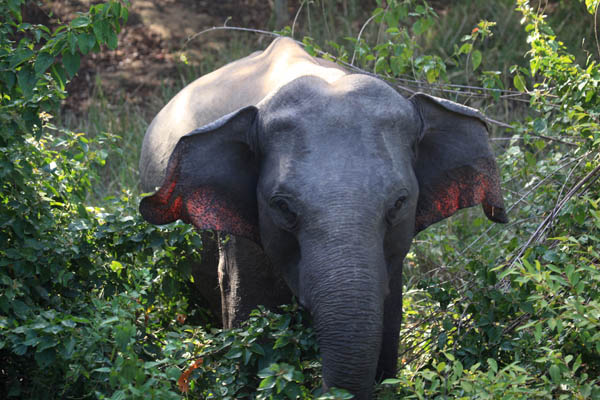 Olifant die erg dichtbij komt